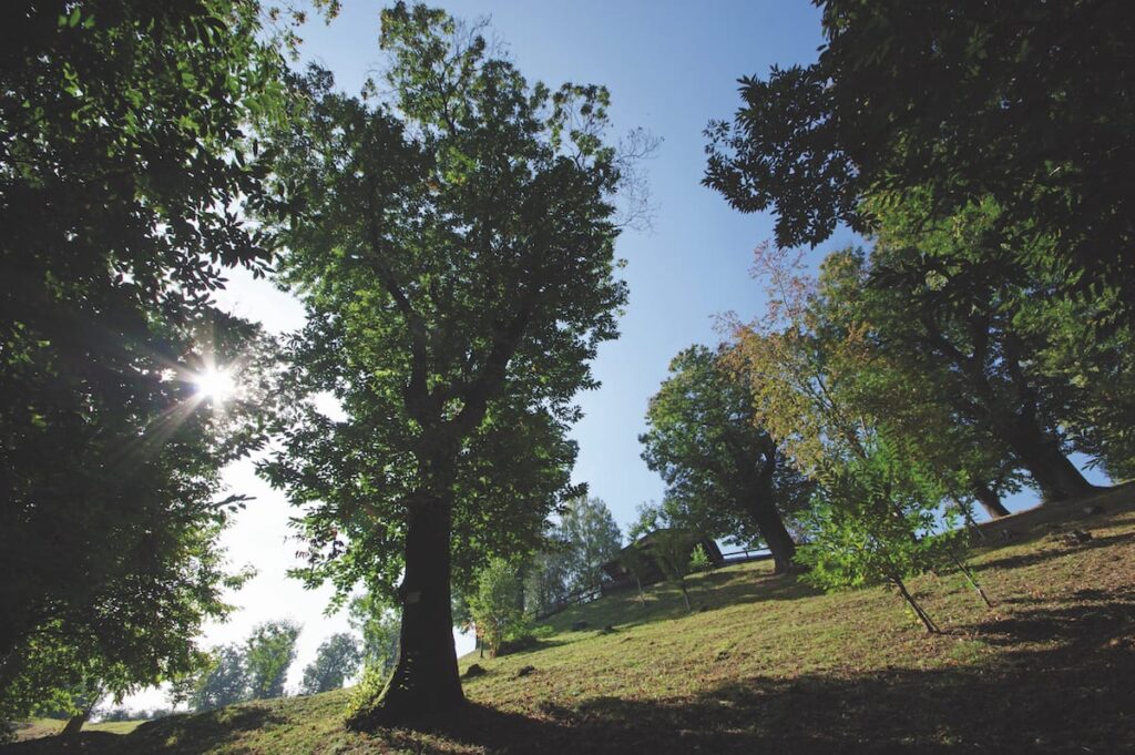 LOMBARDIA ECONOMY - Serio Art ti racconta… Le Valli del legno||